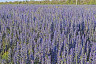 Саратовцев напугало поле с ядовитыми цветами вдоль дороги