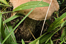 Саратовец на Кумысной поляне нашел килограммовый белый гриб